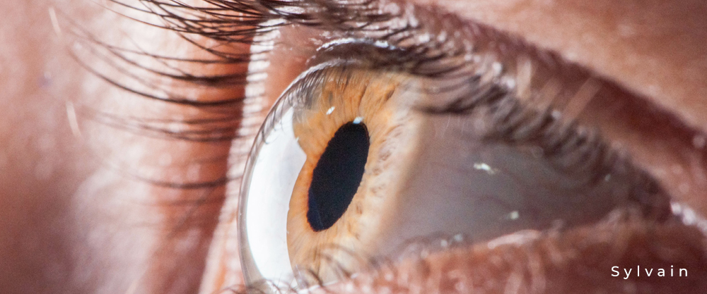 Auge mit gewölbter Hornhaut (Cornea), schwarzer Pupille, orange- brauner Iris und Wimpern